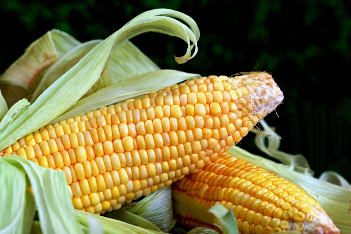 Corn stash